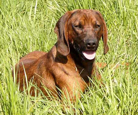 COPOI BAVAREZ PENTRU MUNTE